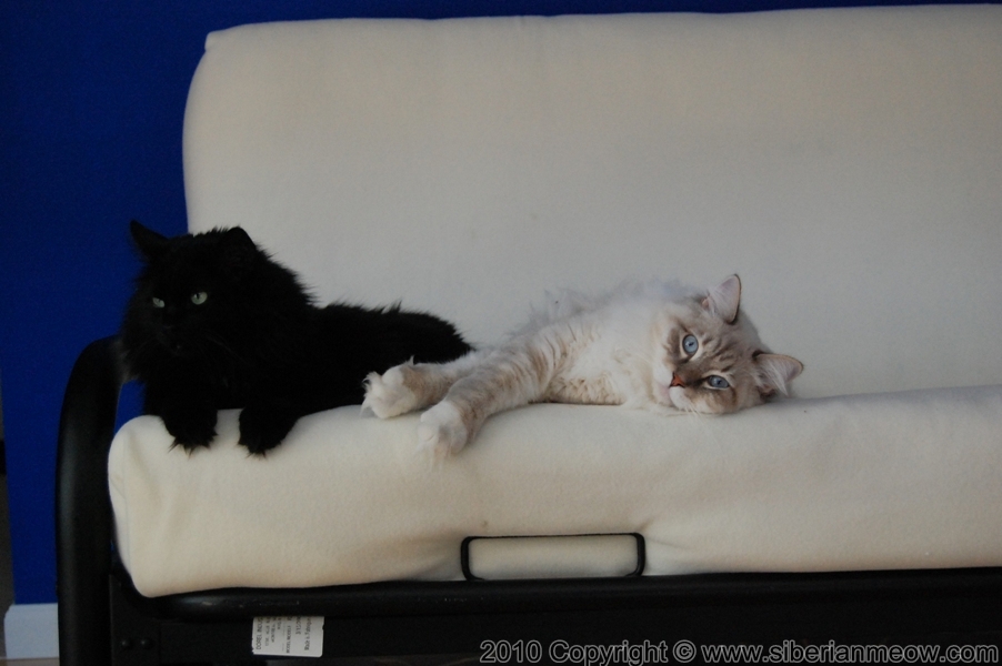 Siberian Meow Cattery, Hypoallergenic cats: Bars and Antony