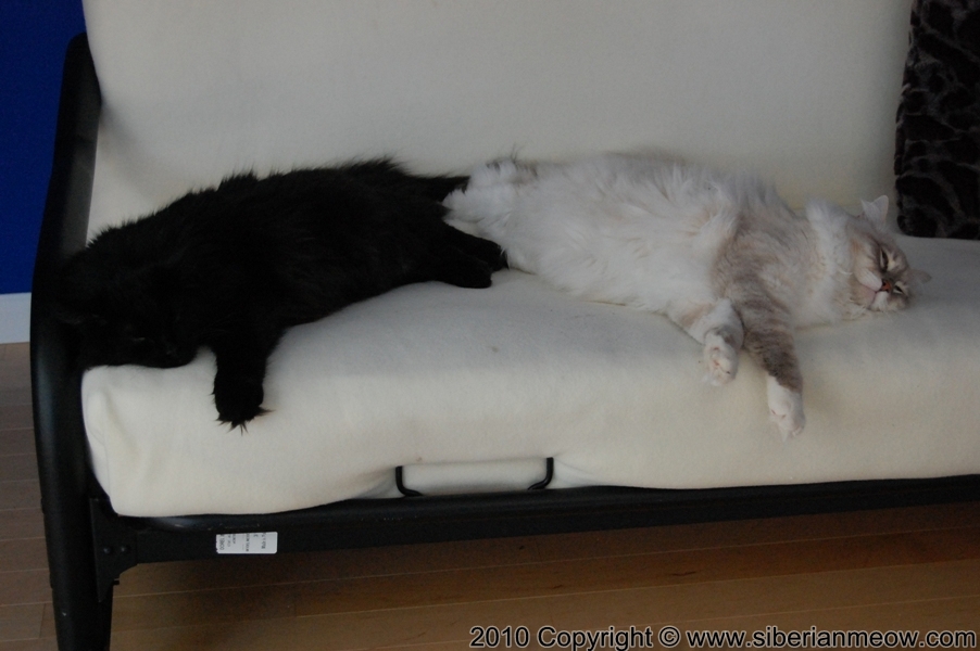 Siberian Meow Cattery, Hypoallergenic cats: Bars and Antony