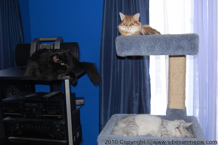 Siberian Meow Cattery, Hypoallergenic cats: Bars, Eropheya and Yurata
