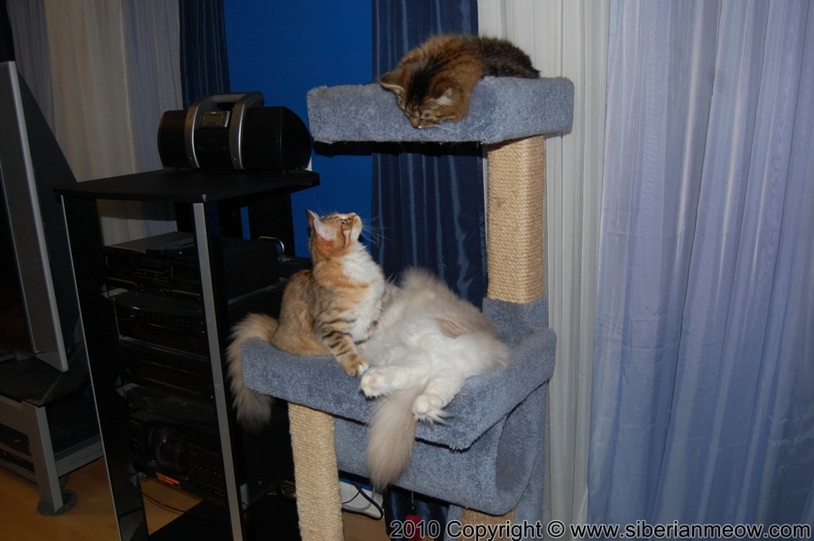 Siberian Meow Cattery, Hypoallergenic cats: Yurata, Antony and Alex