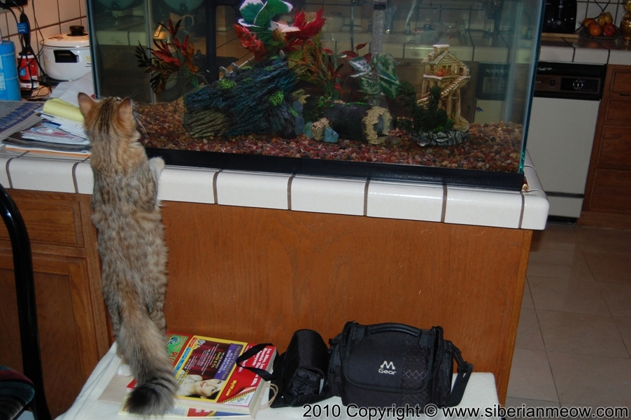 Siberian Meow Cattery, Hypoallergenic cats: Yurata and Aquarium