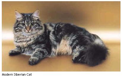 Modern Siberian Cat
