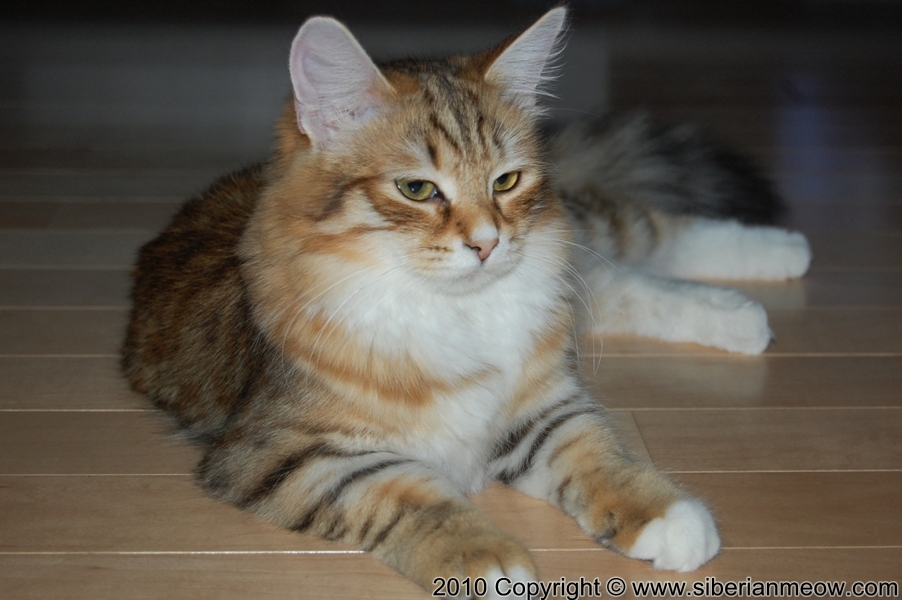Favorite Photos of Siberian Meow Cattery