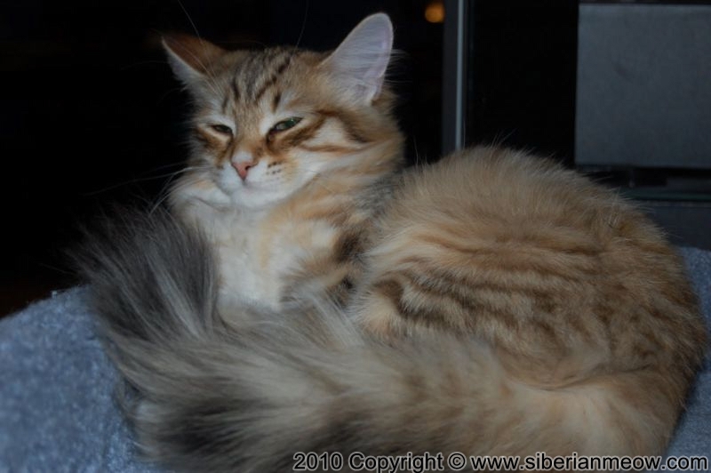 Siberian Meow Cattery: Yurate UlMira Excellent of Siberian Meow